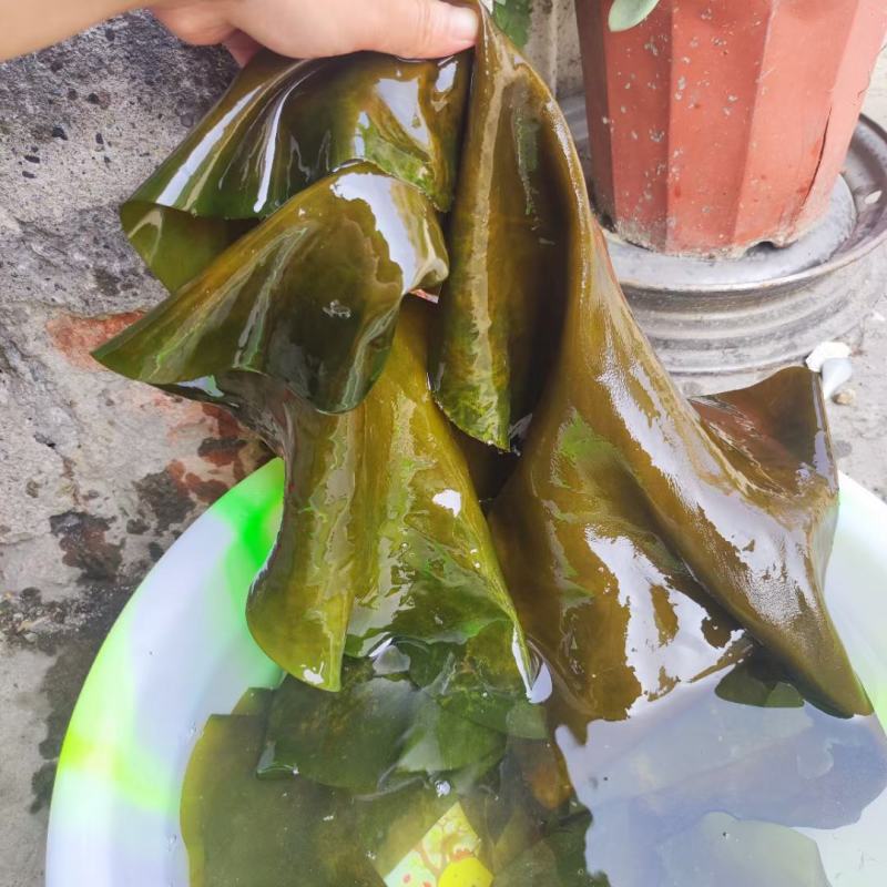 湖南海带，一件30斤
