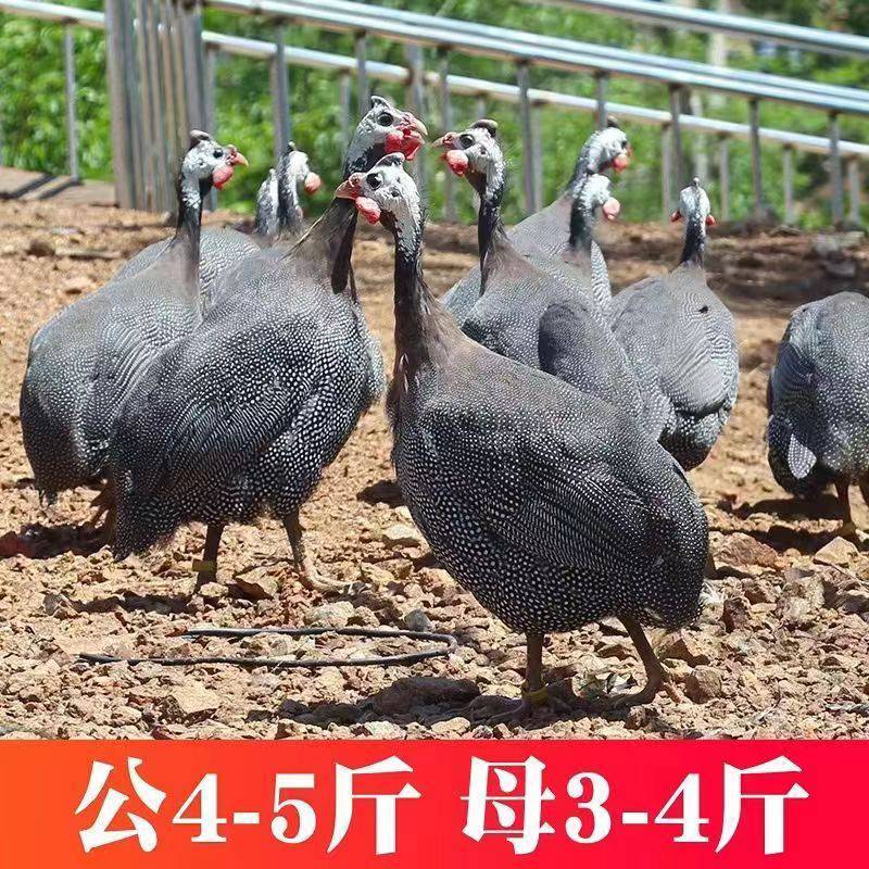散养半大脱温珍珠鸡苗珍珠鸡成年产蛋珍珠鸡