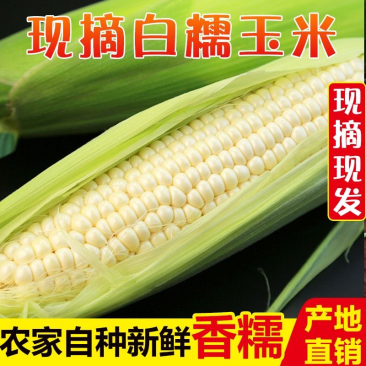 精品糯玉米颗粒饱满产地直发货源充足万糯2000对接商超