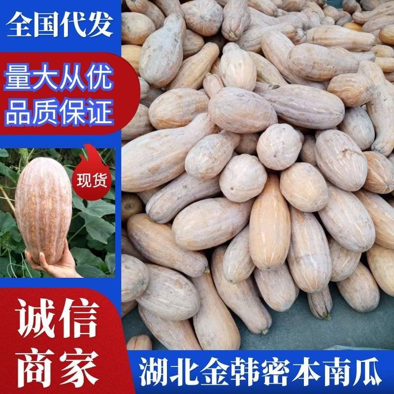 【推荐】南瓜精品金韩密本南瓜产地直发可提供视频看货