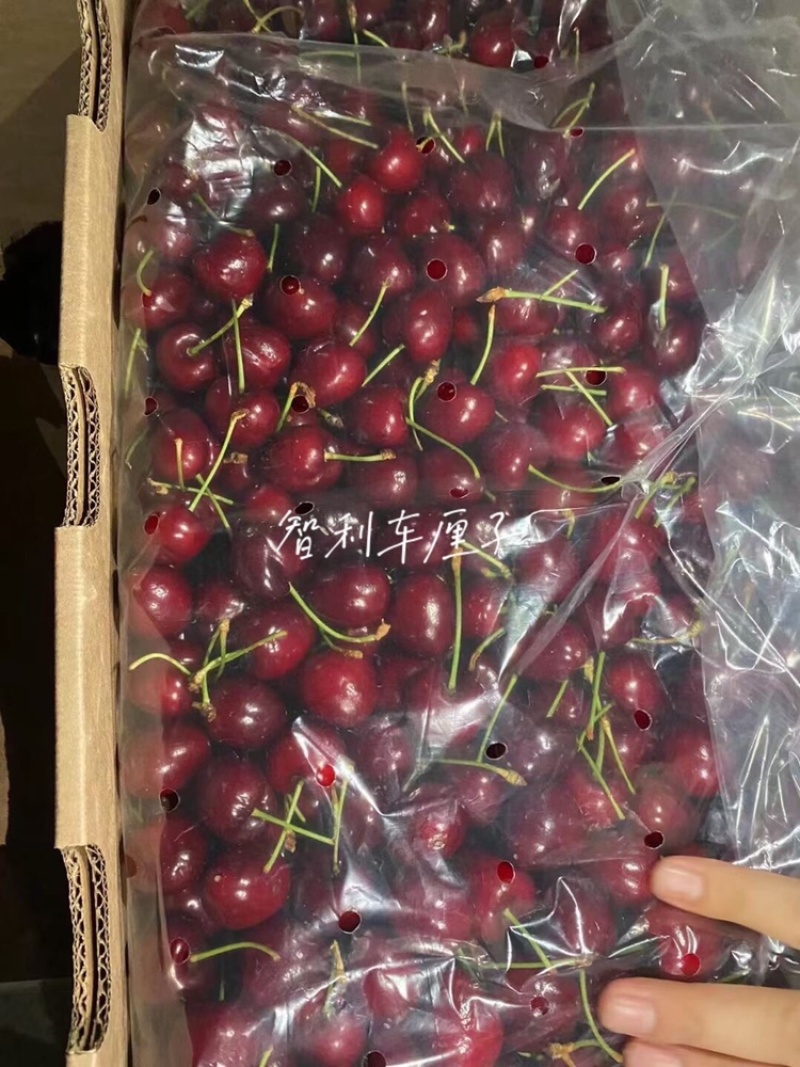 智利车厘子，口感细腻香甜美味，孕妇宝宝水果，顺丰包邮