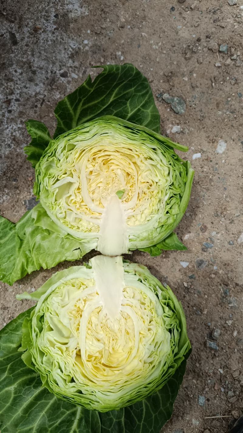 甘蓝