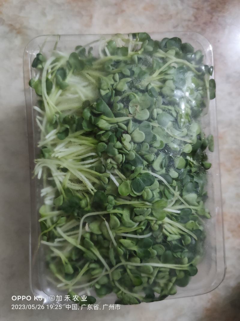 新鲜健康绿色萝卜芽苗菜，欢迎订够，量大从优，商超酒店适合