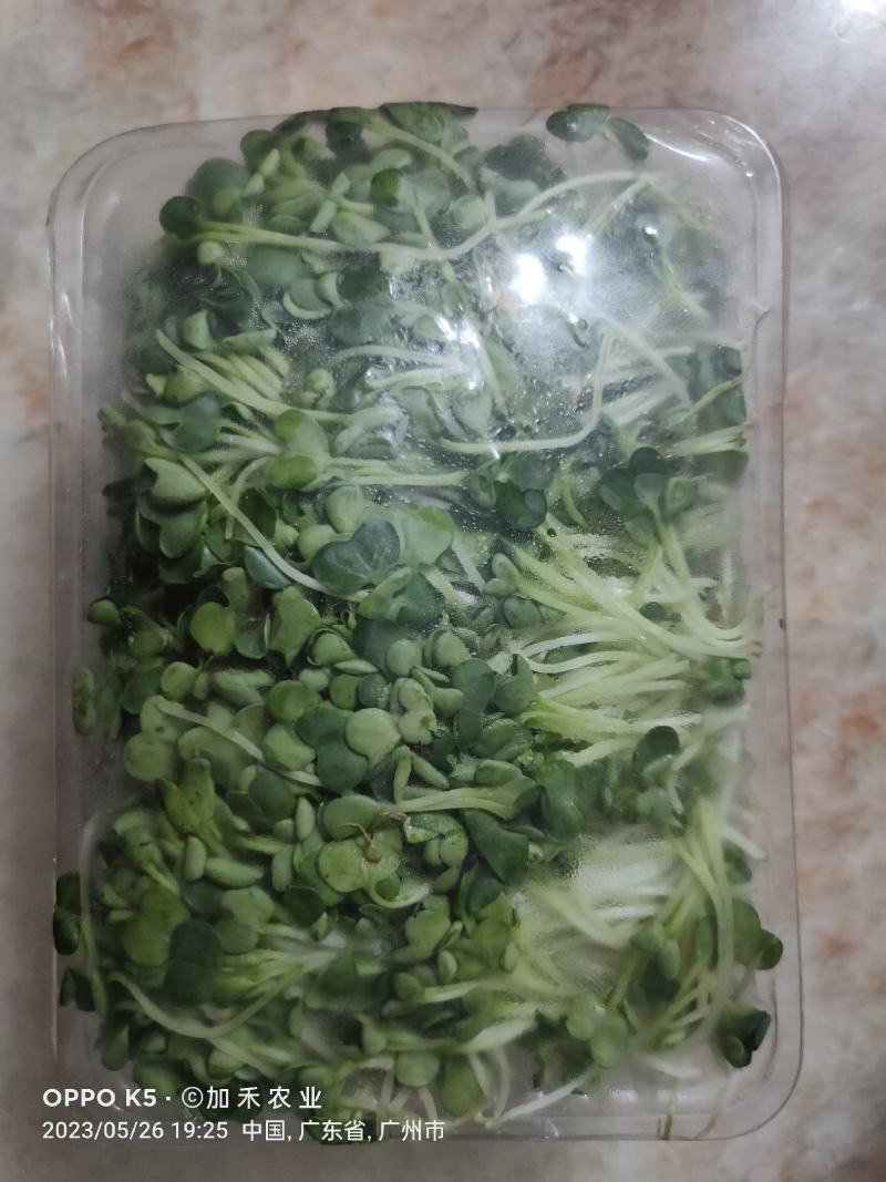 新鲜健康绿色萝卜芽苗菜，欢迎订够，量大从优，商超酒店适合