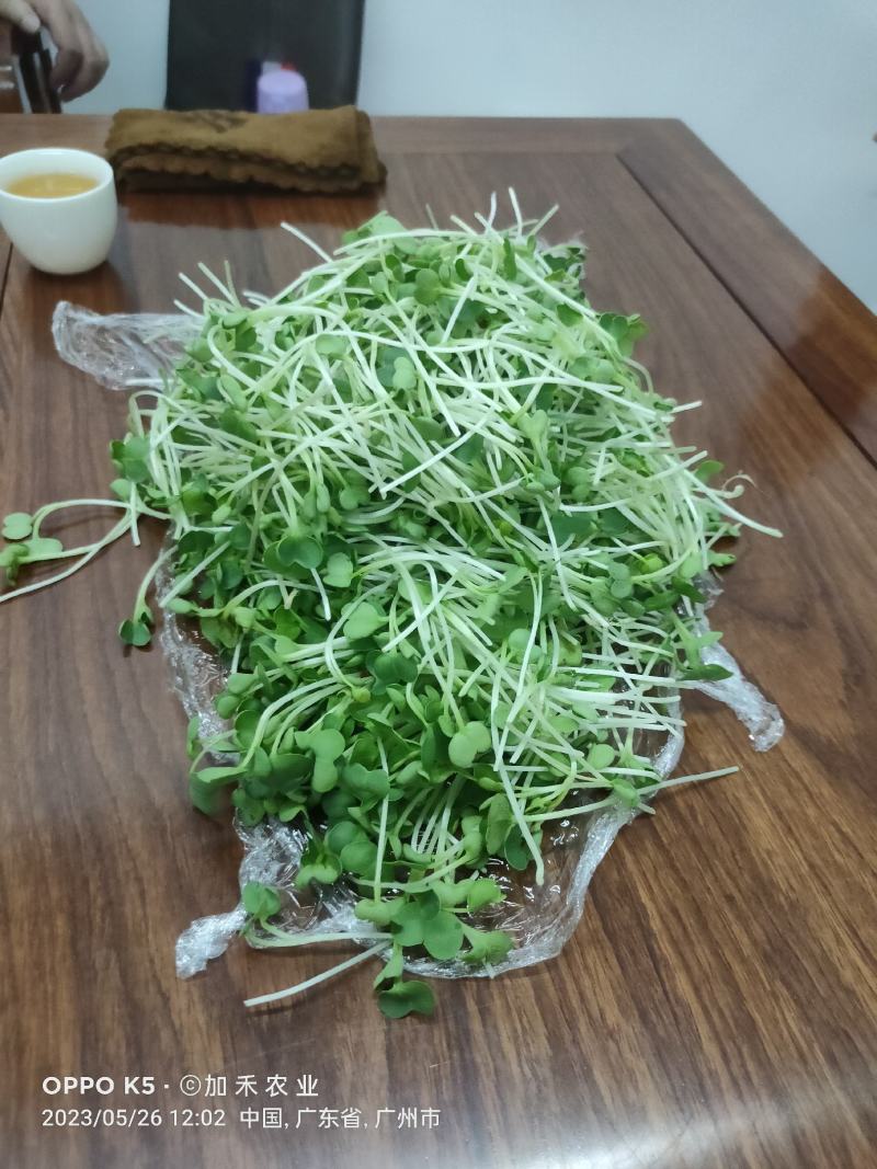 新鲜健康绿色萝卜芽苗菜，欢迎订够，量大从优，商超酒店适合
