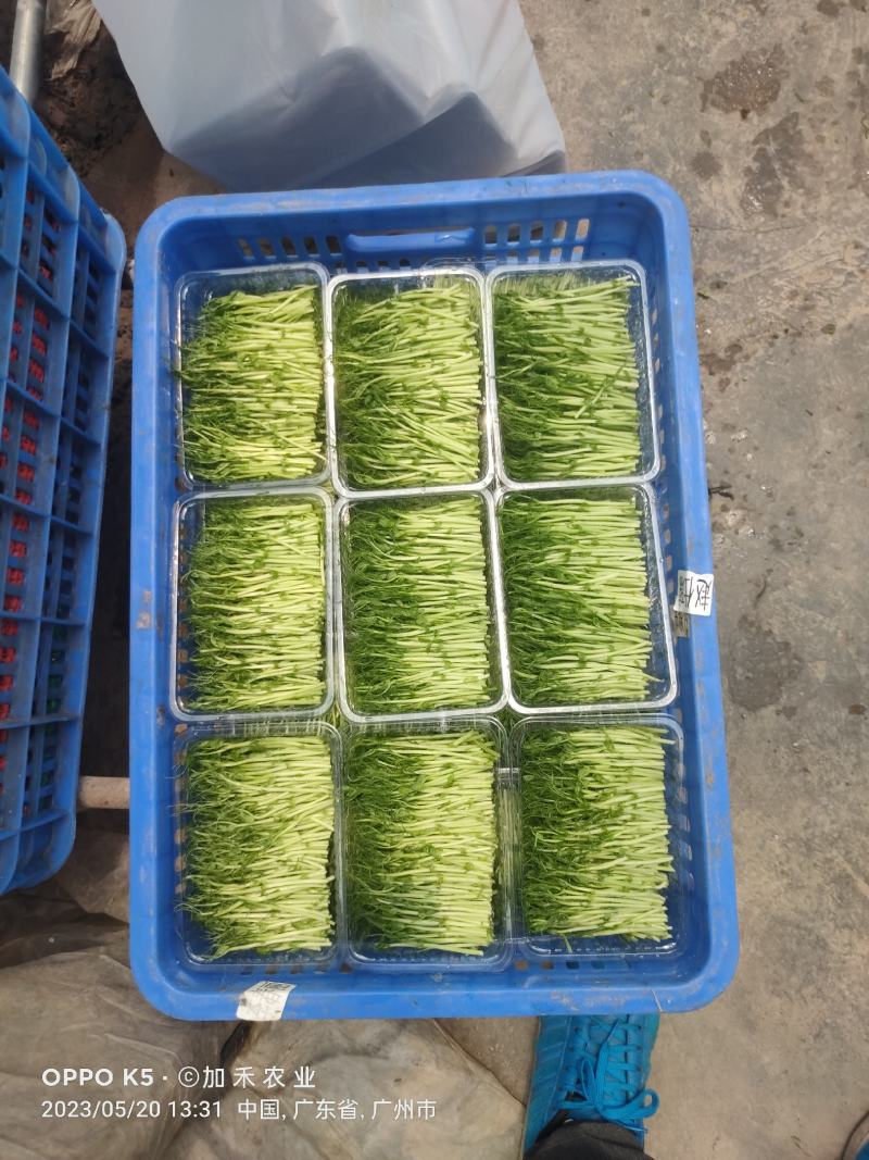 新鲜健康绿色萝卜芽苗菜，欢迎订够，量大从优，商超酒店适合