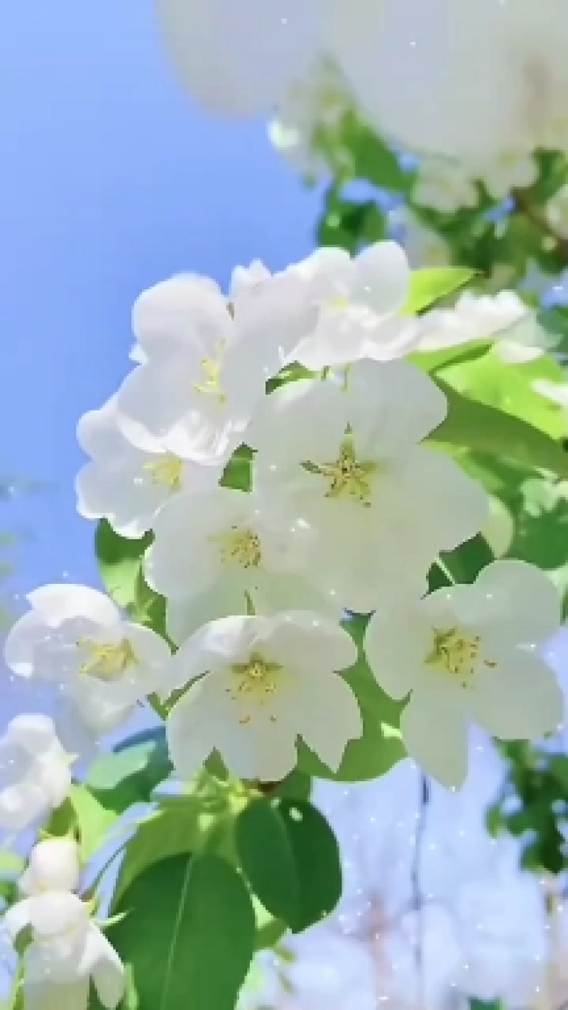 蜜蜂采集大自然花海酿制而成的纯正水白色洋槐花蜂蜜现货