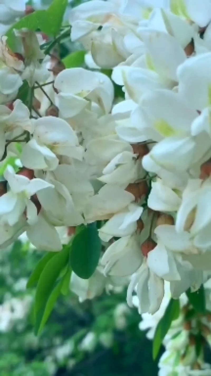 蜜蜂采集大自然花海酿制而成的纯正水白色洋槐花蜂蜜现货