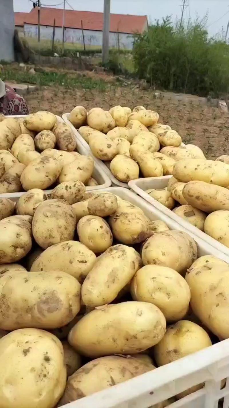 荷兰十五土豆，3两以上通货，产地一手货源