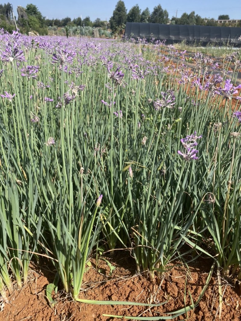 紫娇花袋苗、地苗