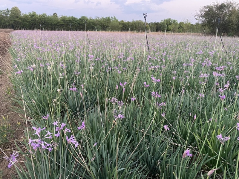 紫娇花袋苗、地苗