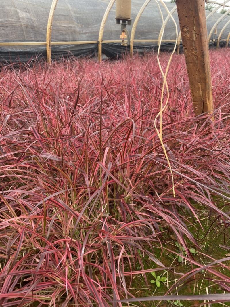 紫叶（火焰）狼尾草