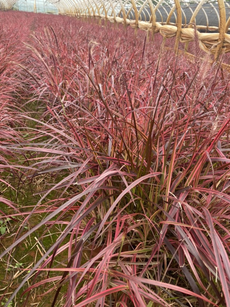 紫叶（火焰）狼尾草