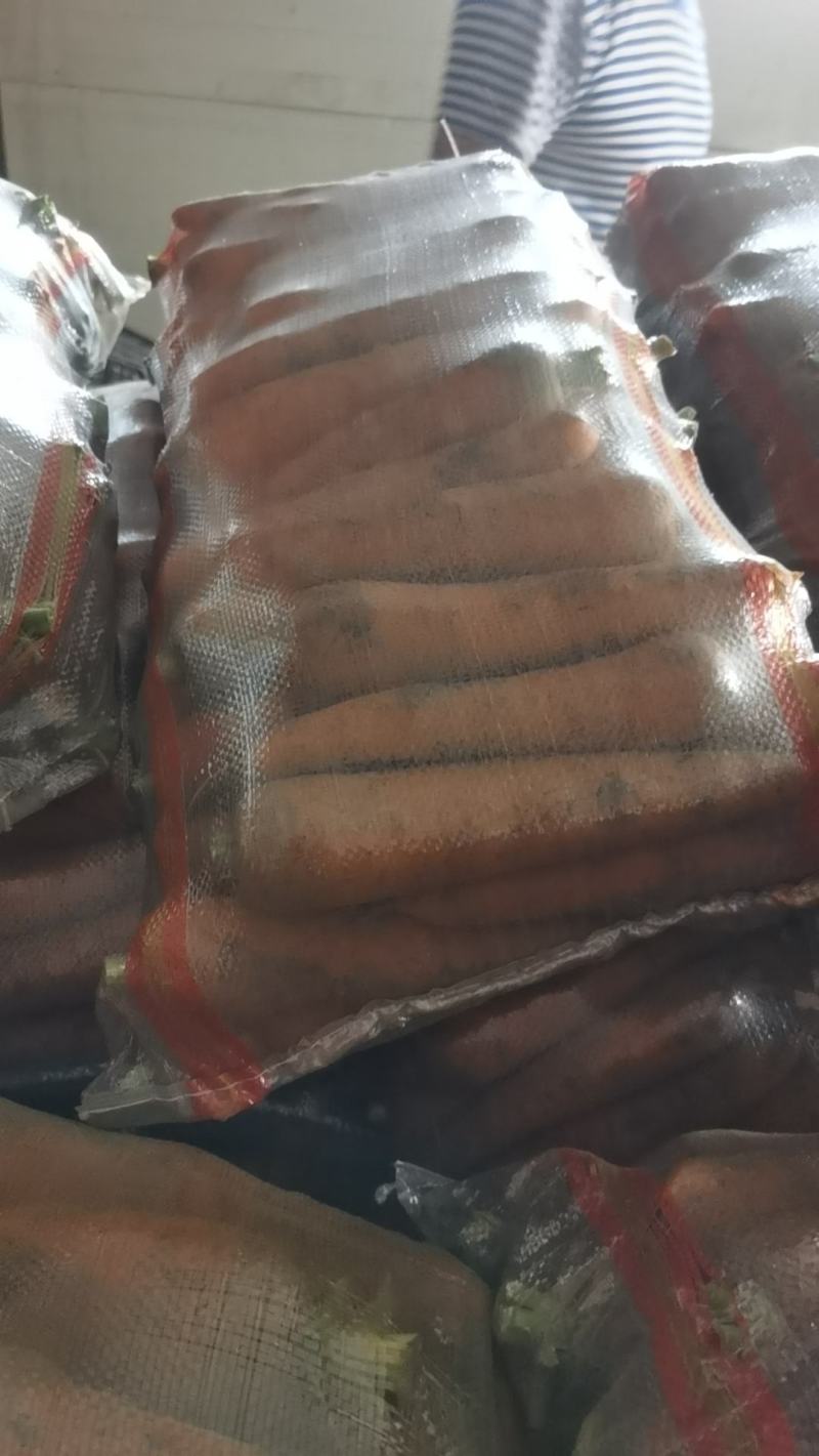 昌黎胡萝卜大量上市价格美丽需要的联系