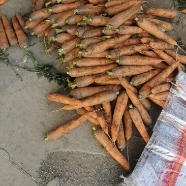 昌黎胡萝卜大量上市价格美丽需要的联系