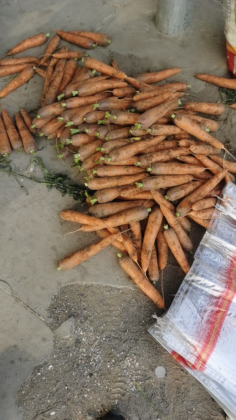 昌黎胡萝卜大量上市价格美丽需要的联系
