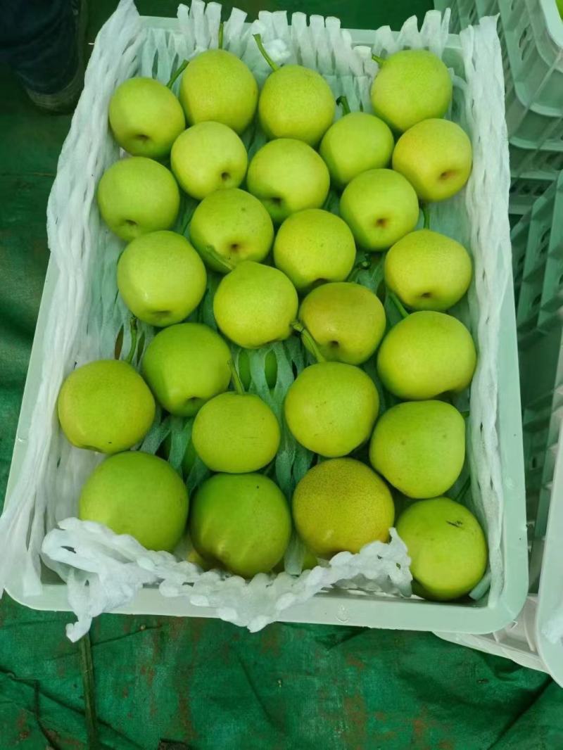 丁香梨