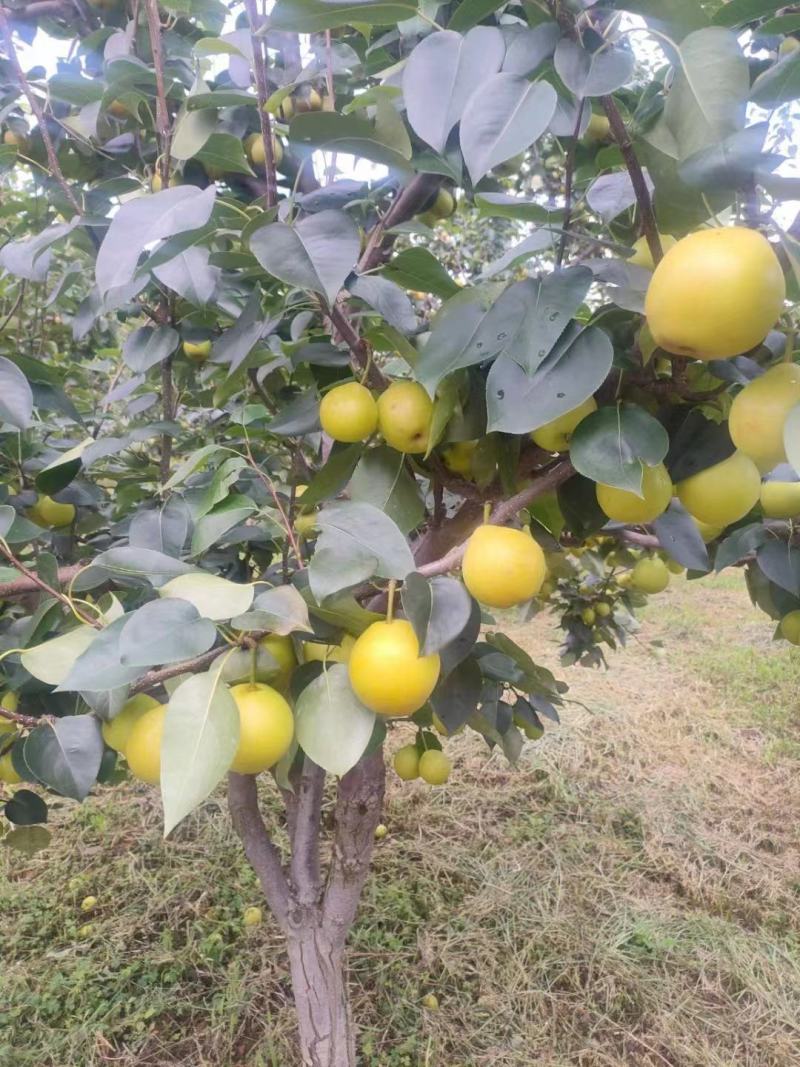 丁香梨