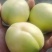 遵化山地银白杏，一捏两开，甘甜爽口欢迎基地考察订购