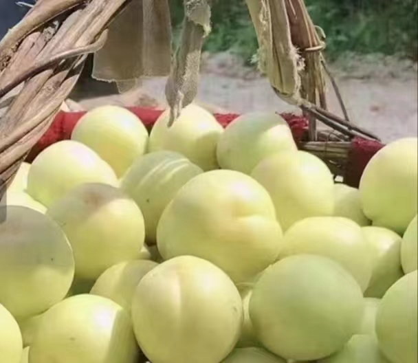 龙皇杏果肉洁白细腻,质地均匀,无粗纤维感 龙皇杏切开后的果肉质地展示