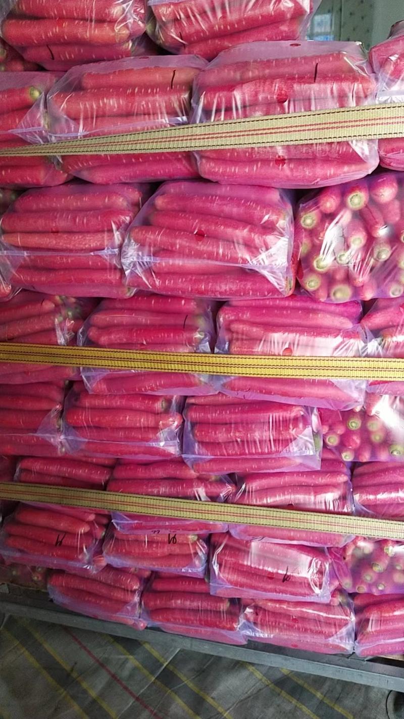 陕西精品称杆红萝卜，货源充足，产地直发，量大电联