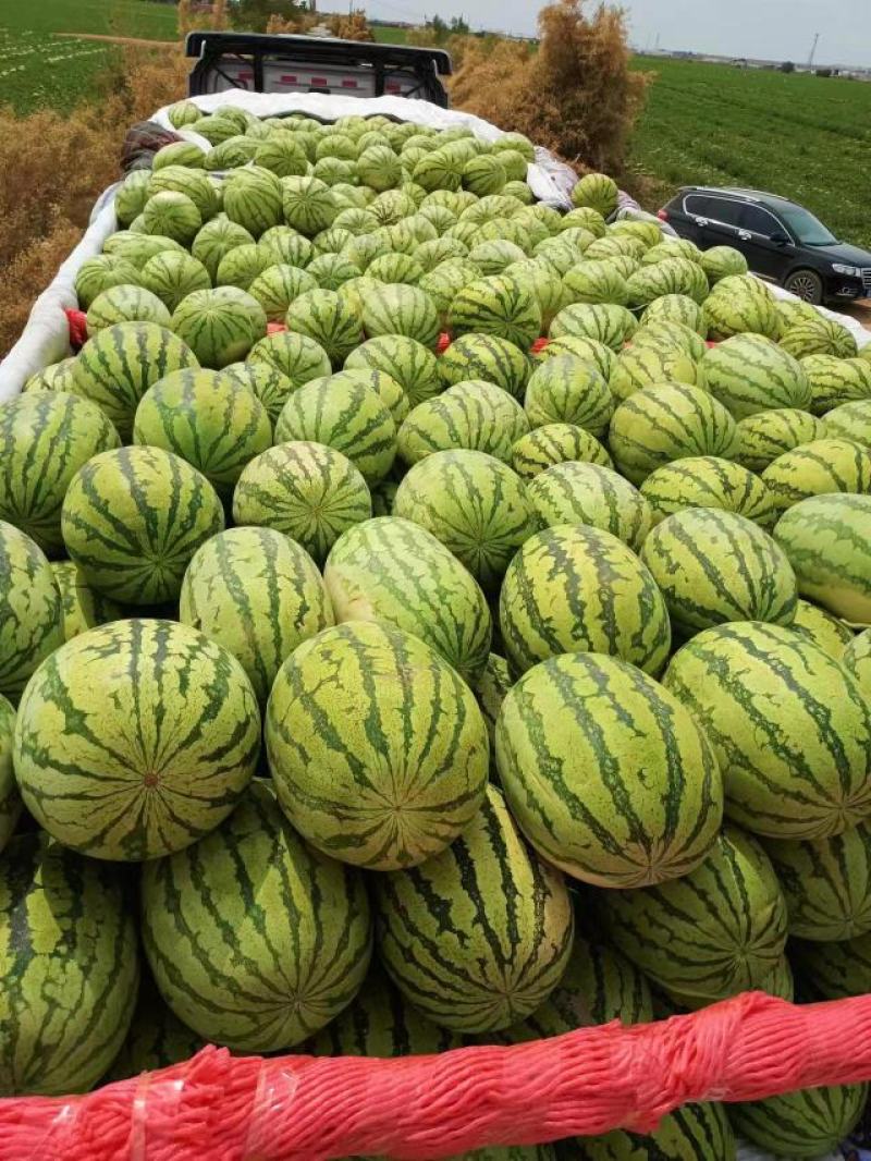 宁夏石头瓜大量上市，口感好价格实惠，欢迎咨询