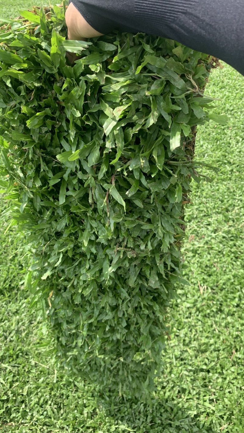 台湾草卷