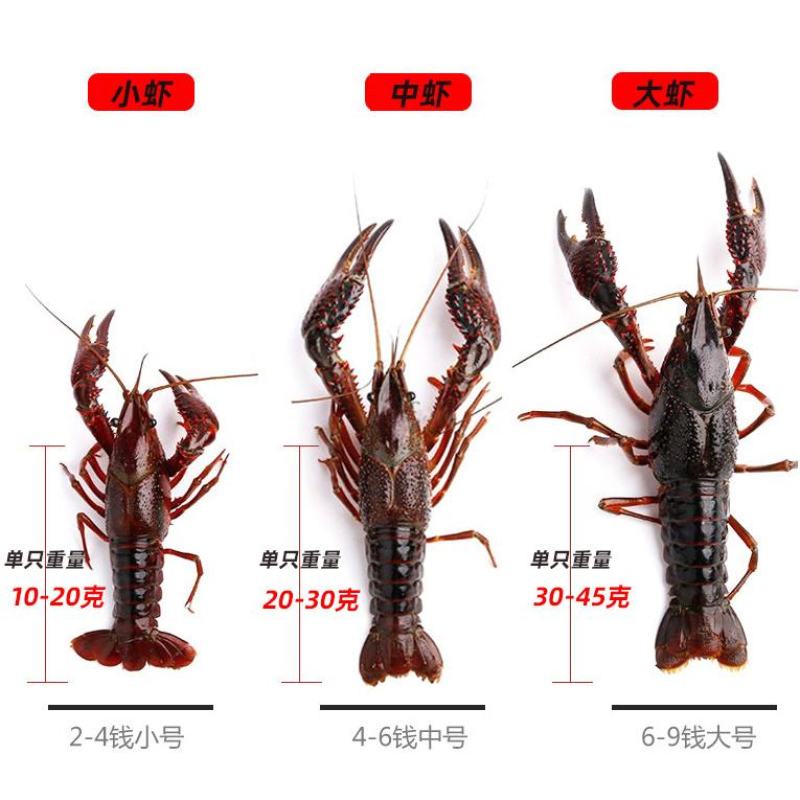 湖北潜江小龙虾，活体硬规格齐全，不掺死虾，基地直供