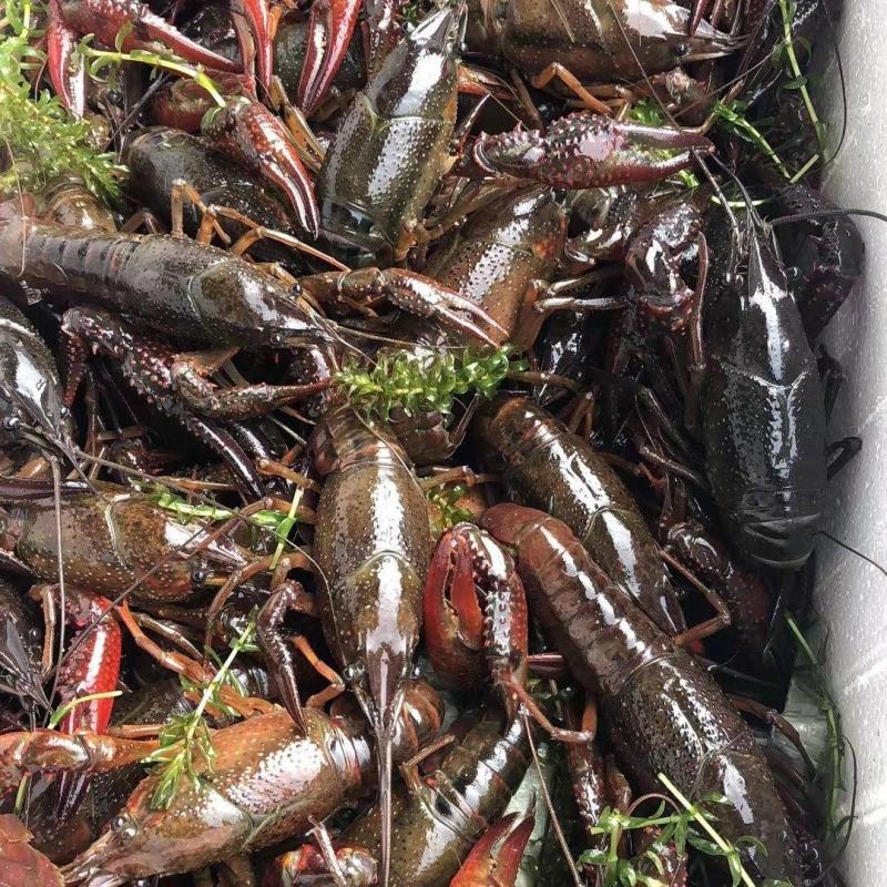 湖北潜江小龙虾，活体硬规格齐全，不掺死虾，基地直供