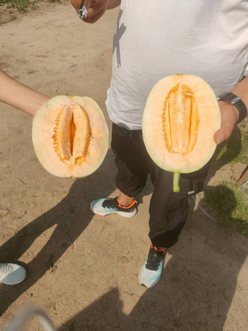 东方蜜2号.红玉甜瓜，万亩基地，河南上蔡县杨屯龚垒代办