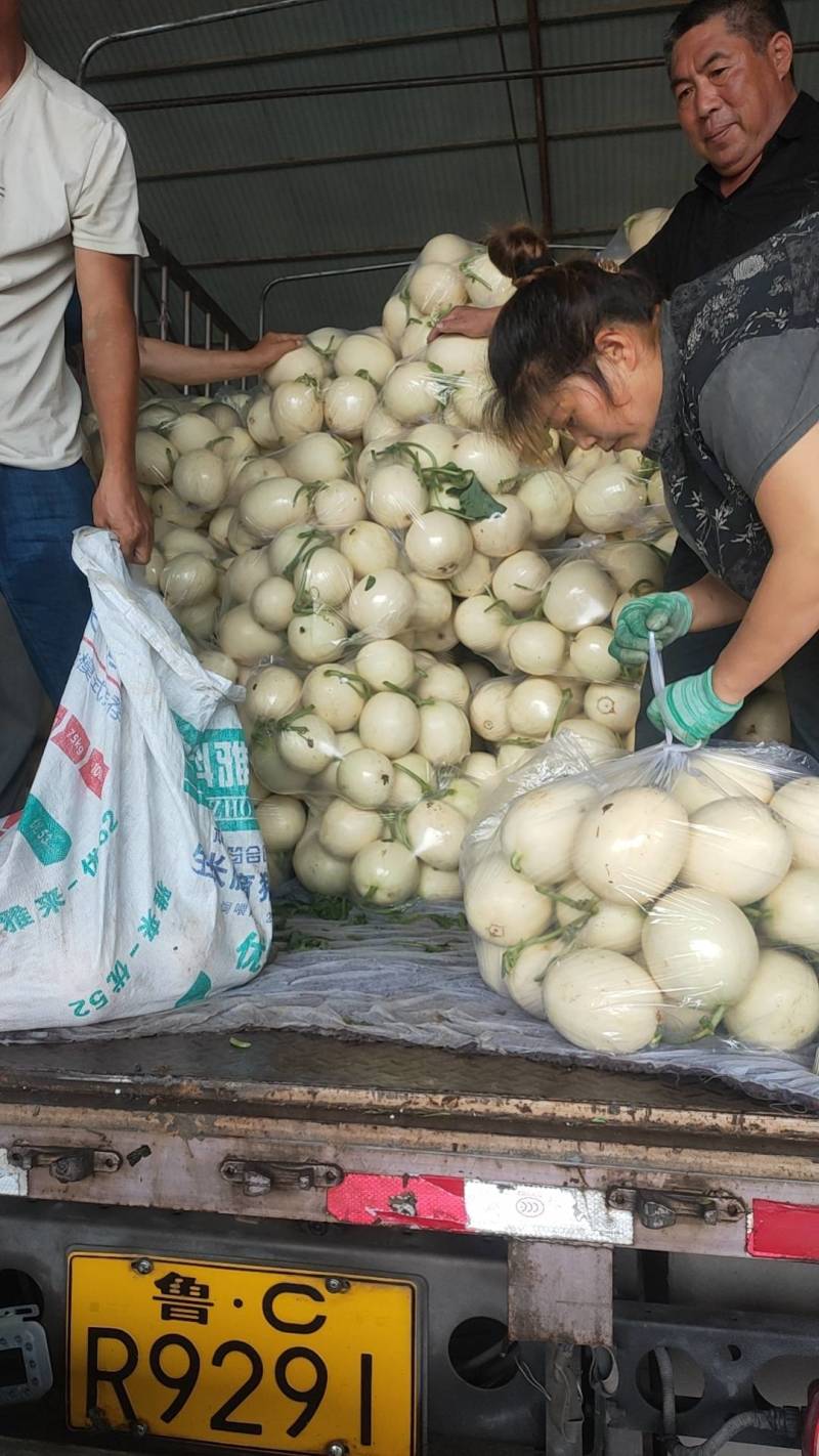 【牛商推荐东方蜜2号红金蜜红玉甜瓜，万亩大棚基地一手货源