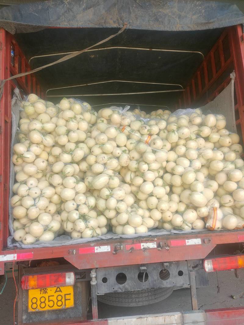 【牛商推荐东方蜜2号红金蜜红玉甜瓜，万亩大棚基地一手货源