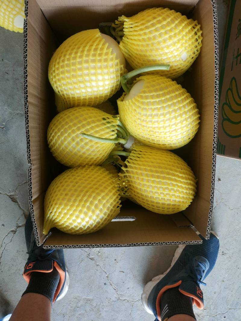 【牛商推荐东方蜜2号红金蜜红玉甜瓜，万亩大棚基地一手货源