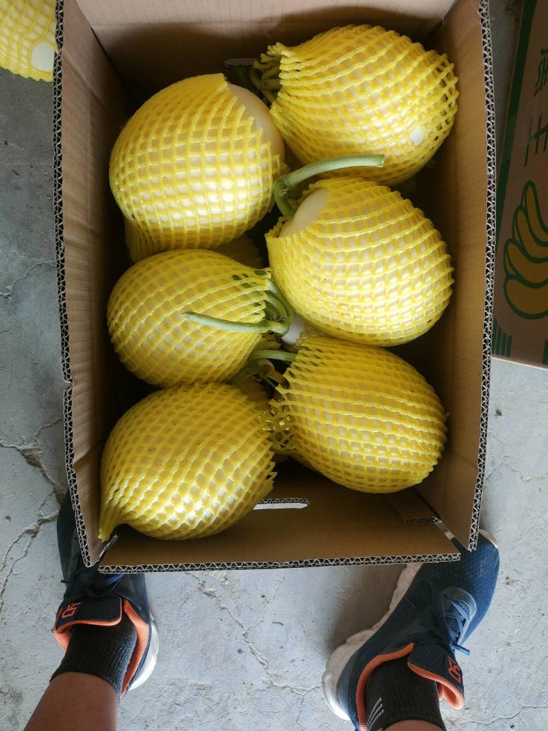 【牛商推荐东方蜜2号红金蜜红玉甜瓜，万亩大棚基地一手货源