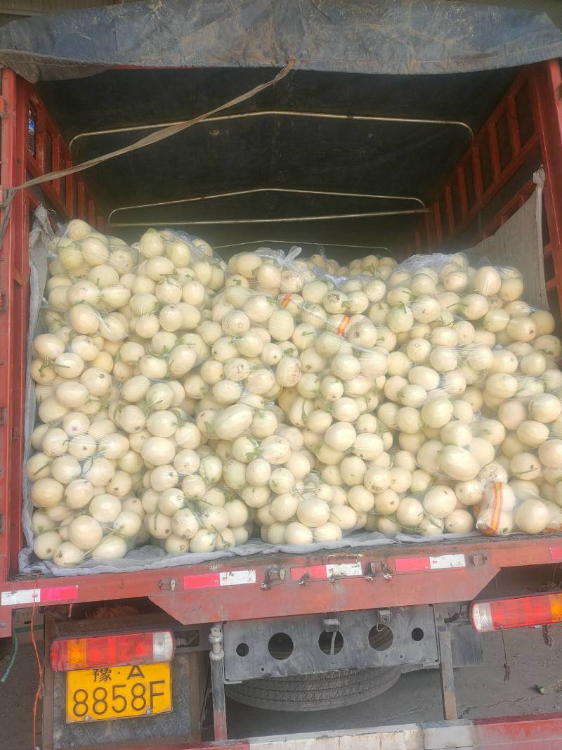 【牛商推荐东方蜜2号红金蜜红玉甜瓜，万亩大棚基地一手货源