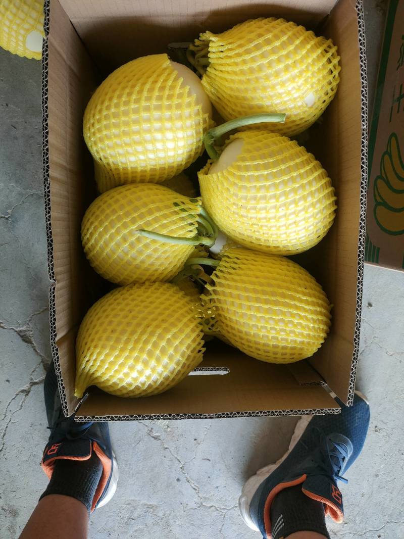 【牛商推荐东方蜜2号红金蜜红玉甜瓜，万亩大棚基地一手货源