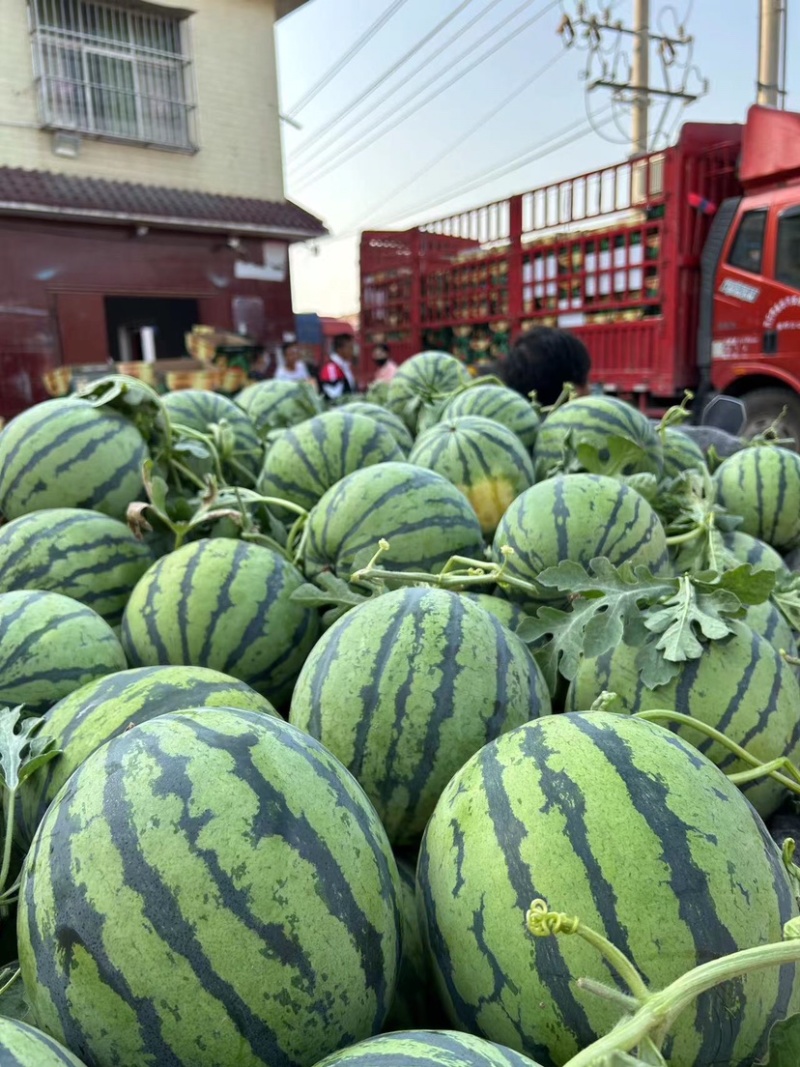 河南精品无籽美都西瓜产地一手货源皮薄瓤红欢迎来电咨询