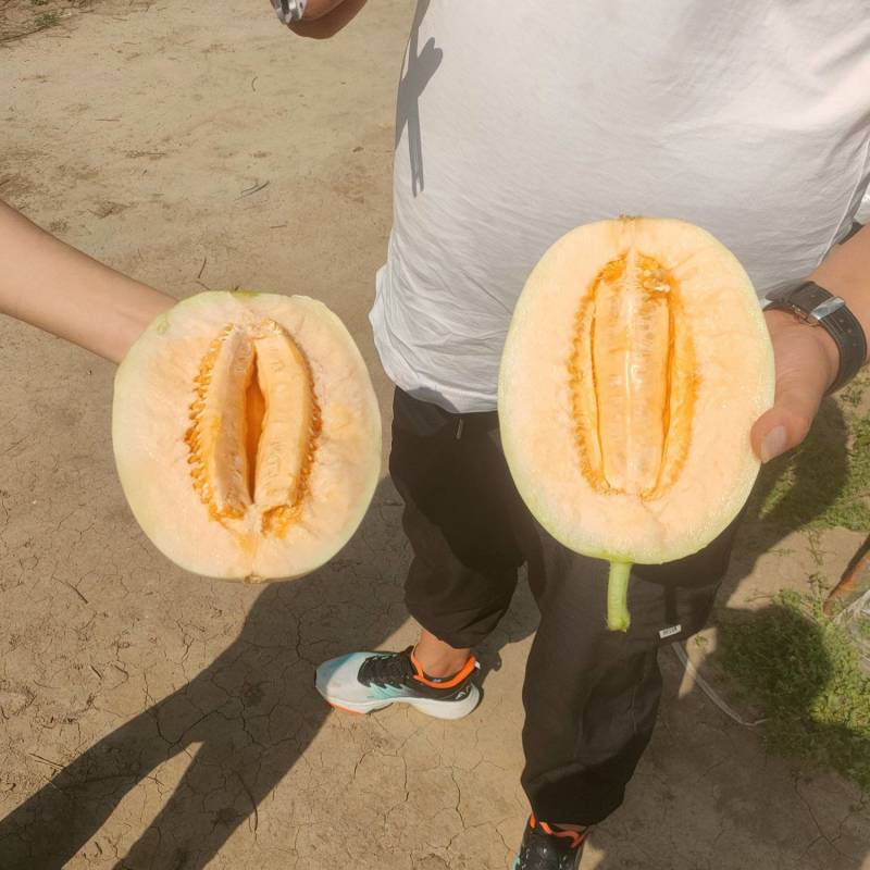 河南红玉甜瓜，白皮红肉，东方蜜万亩大棚基地，代收货，代发电商