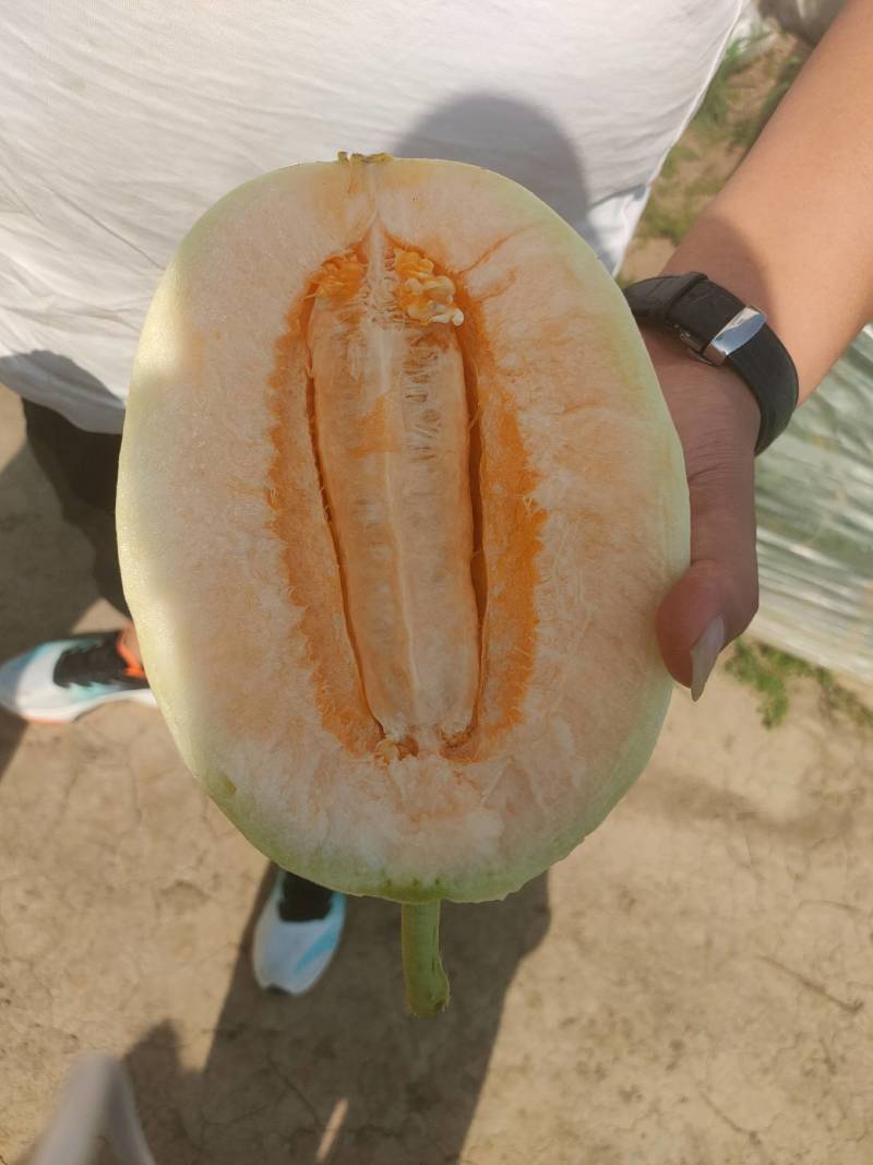 河南红玉甜瓜，白皮红肉，东方蜜万亩大棚基地，代收货，代发电商