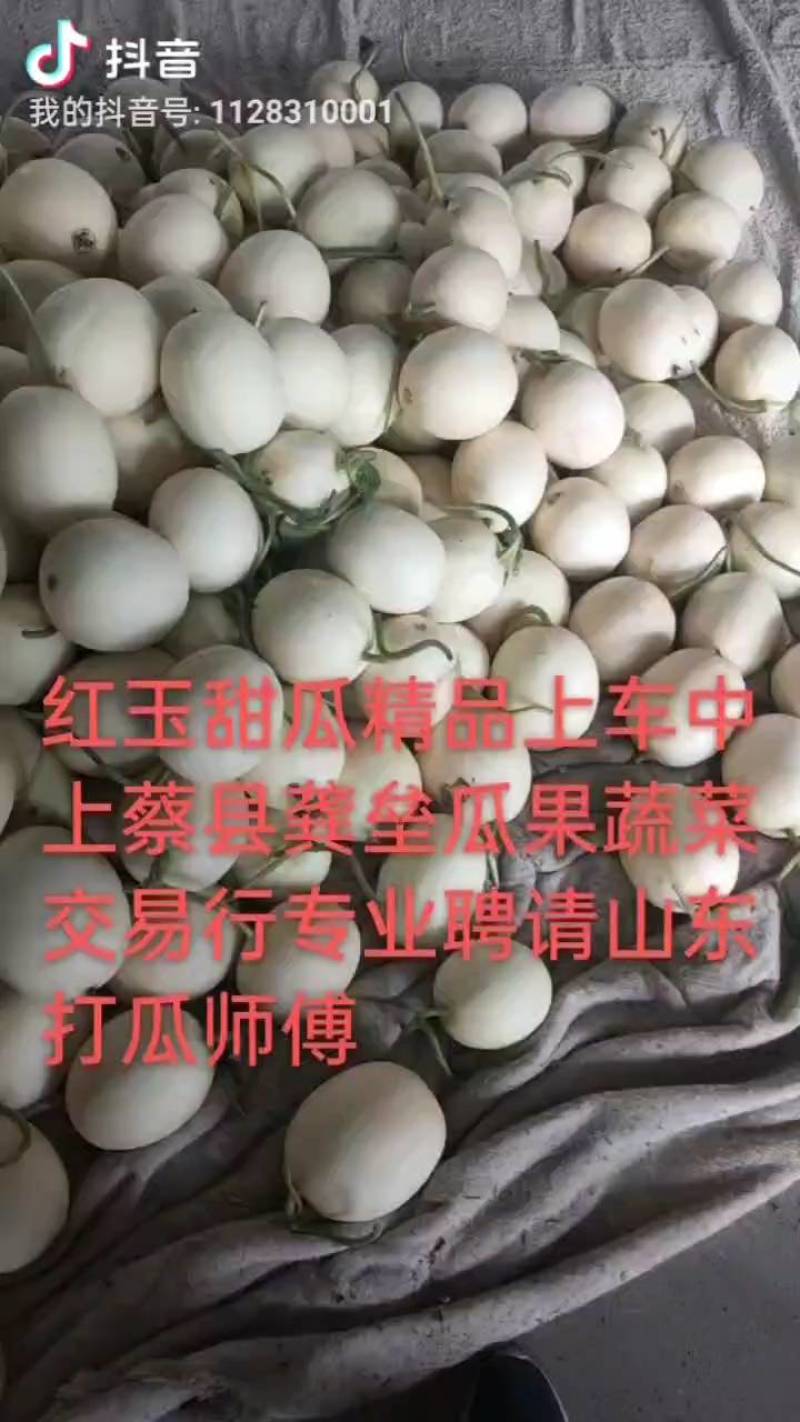 河南红玉甜瓜，白皮红肉，东方蜜万亩大棚基地，代收货，代发电商