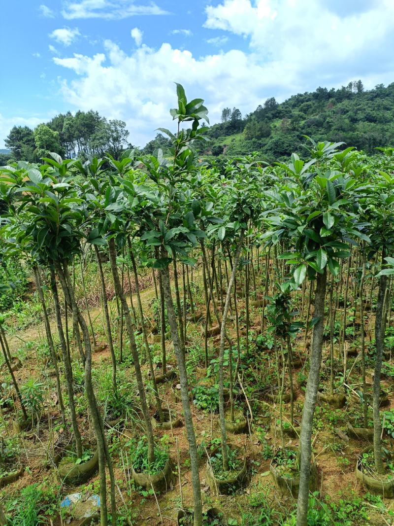 桂花苗桂花袋苗120cm以上
