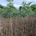 桂花苗桂花袋苗120cm以上
