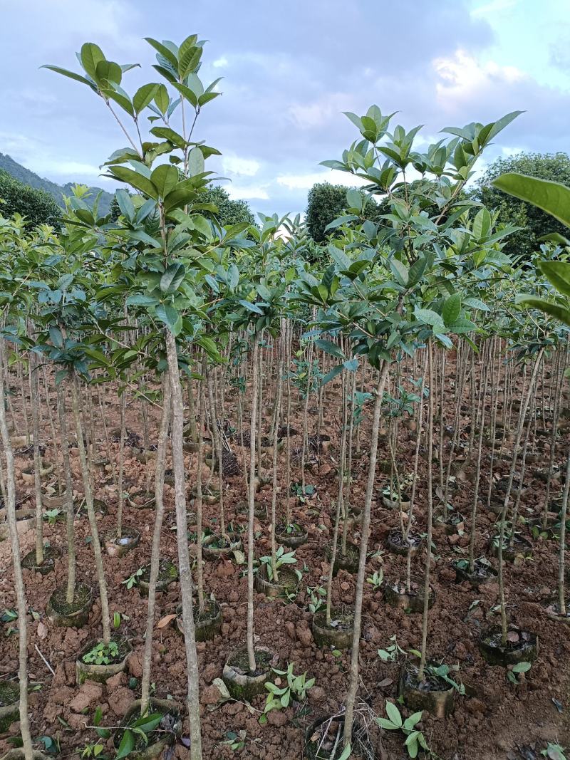 桂花苗桂花袋苗120cm以上