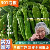 【推荐】精品301泡椒夏邑万亩基地一手货源实力代收