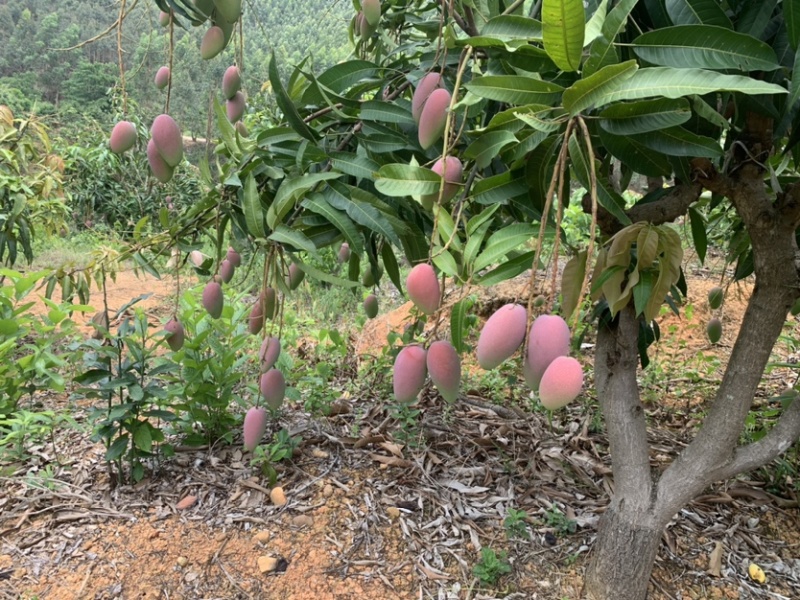 红贵妃，果中精品，果如其名，味道爽口，欢迎老板咨询