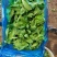 大叶茼蒿头无黑心