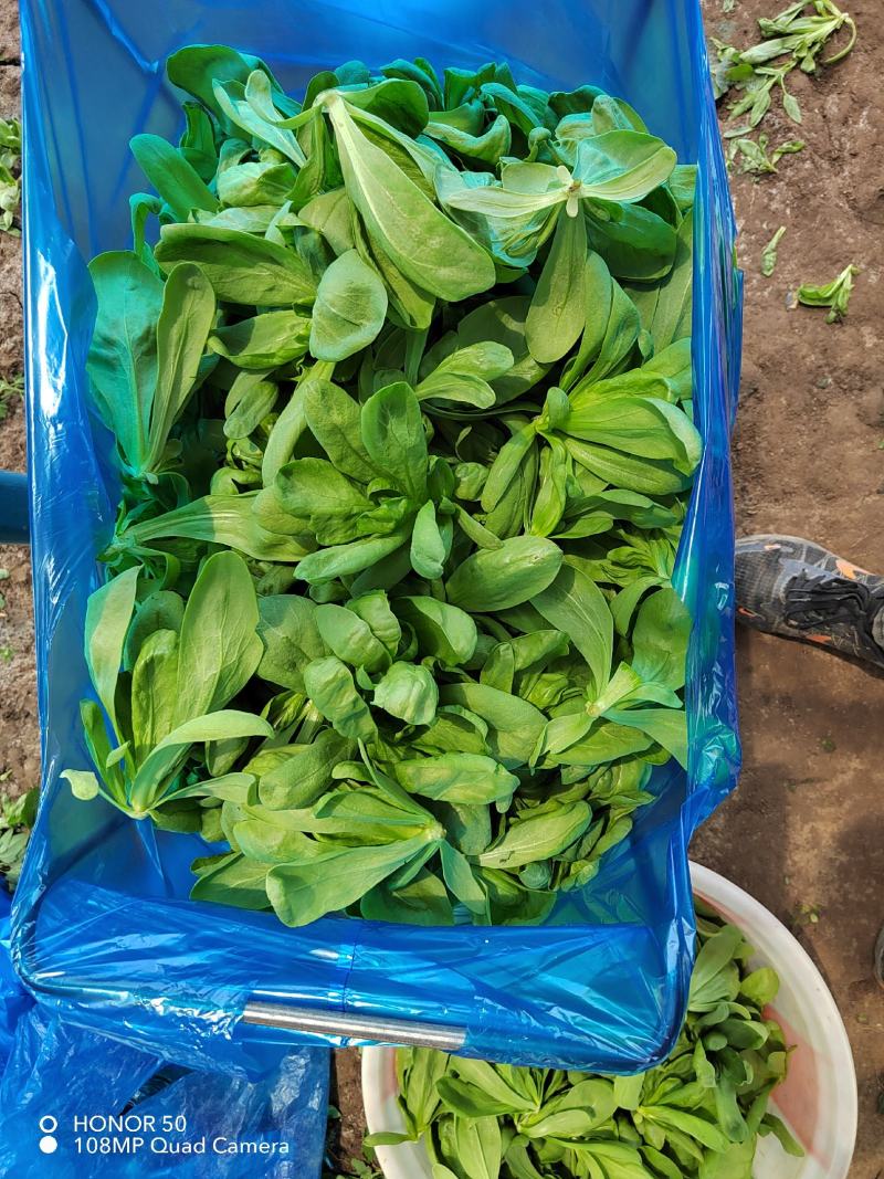 大叶茼蒿头无黑心