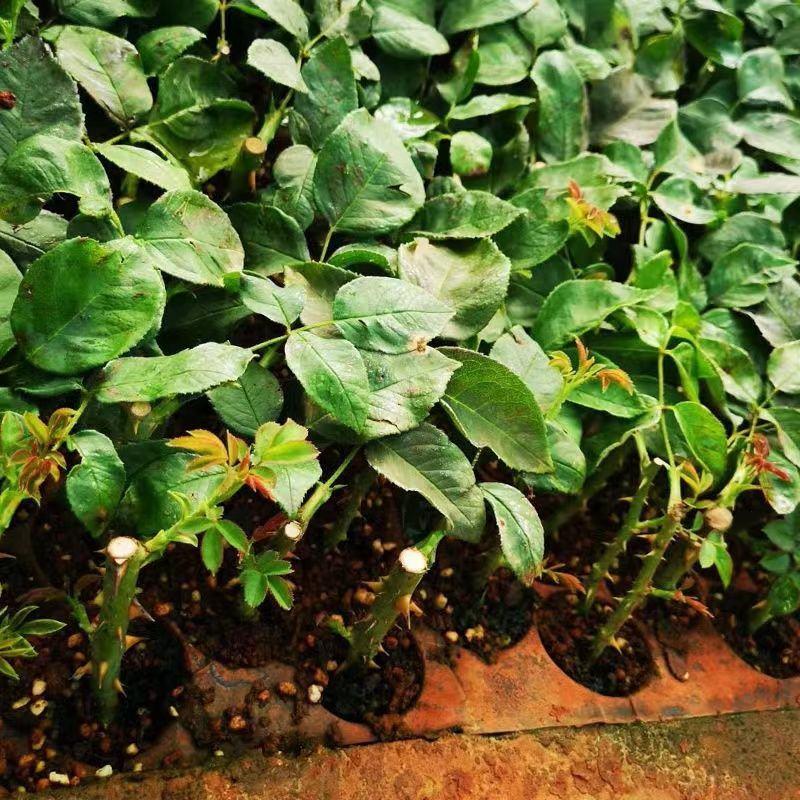 精选云南玫瑰苗对接园林绿化盆栽苗产地批发规格齐全质优