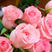 【戴安娜苗】云南戴安娜四季粉色玫瑰苗品质保证一手货源
