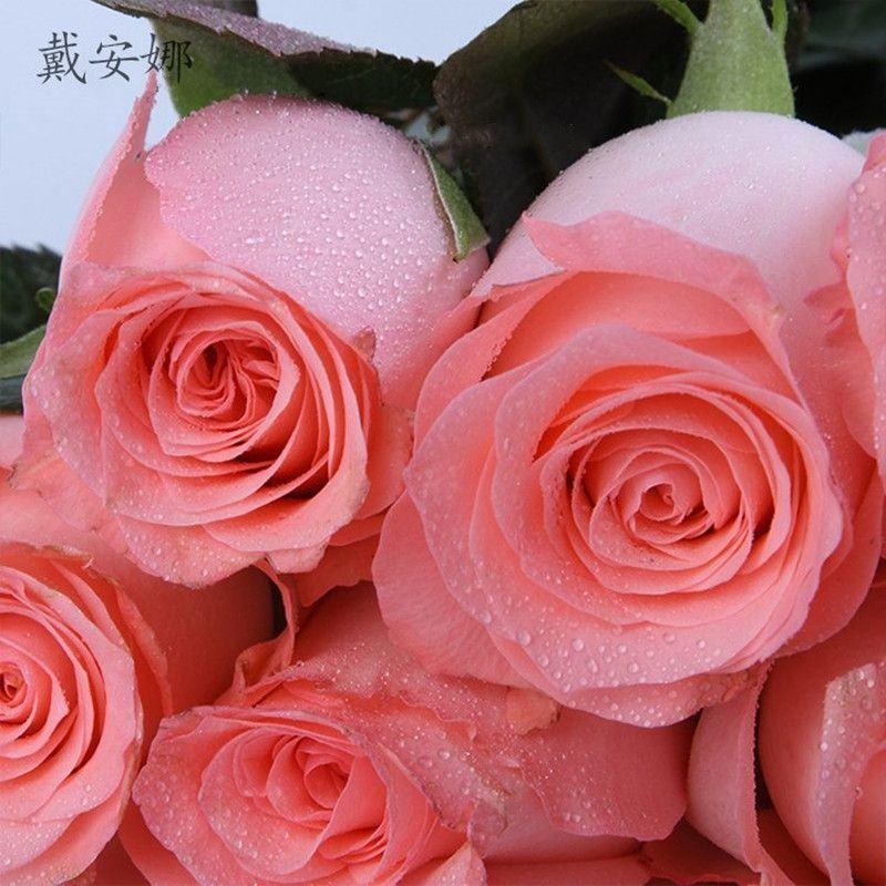 【戴安娜苗】云南戴安娜四季粉色玫瑰苗品质保证一手货源
